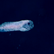 Image courtesy of the NOAA Office of Ocean Exploration and Research, 2017 Laulima O Ka Moana.
